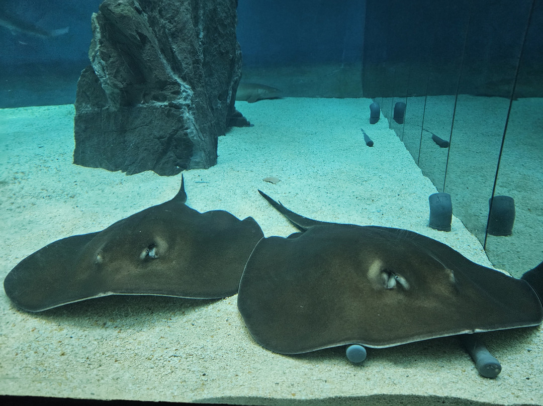 热那亚水族馆-热那亚必去景点