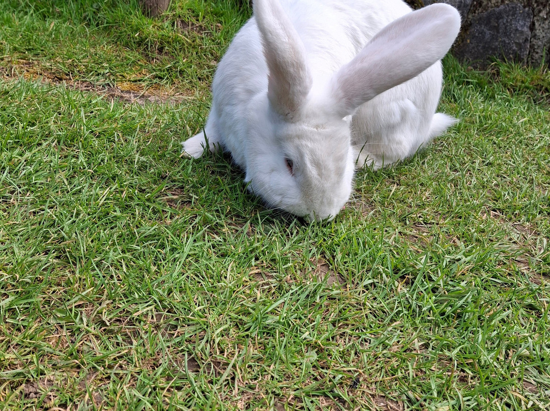 Manor Wildlife Park-St. Florence必去景点