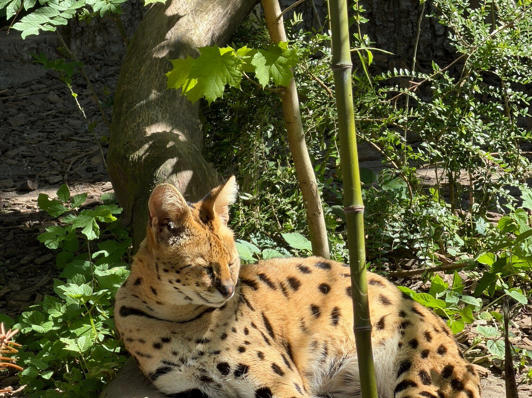 Bioparc Genève Pierre Challandes-Bellevue必去景点