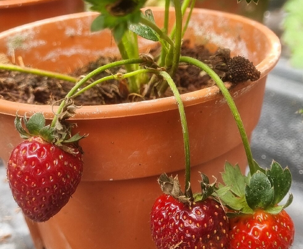 Healthy Strawberry Farm-丹那拉塔必去景点