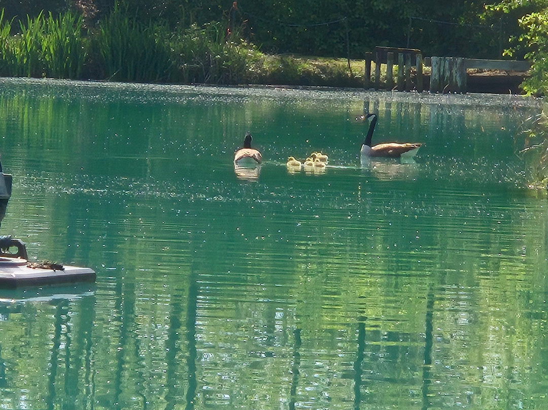 Alderwood Pond Fishing lakes-Steyning必去景点