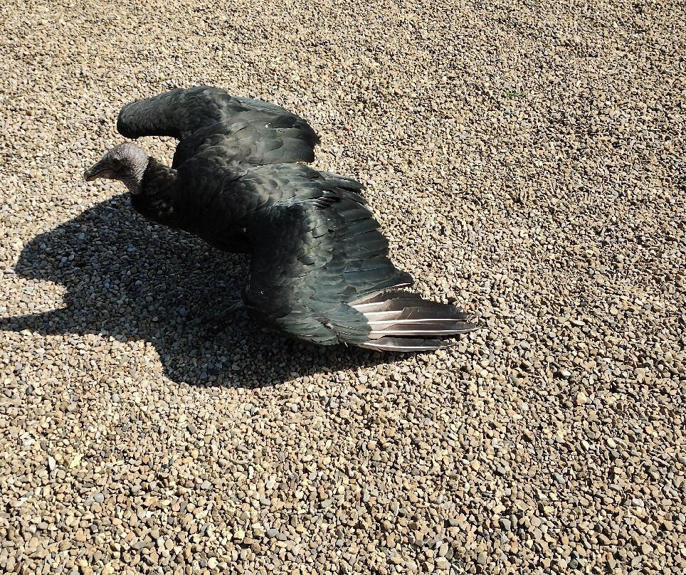 Thirsk Birds Of Prey Centre-瑟斯克必去景点
