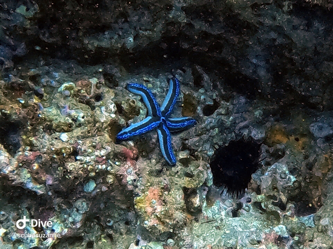 SCUBA Diving at Summer Salt Dive Center-Playas del Coco必去景点