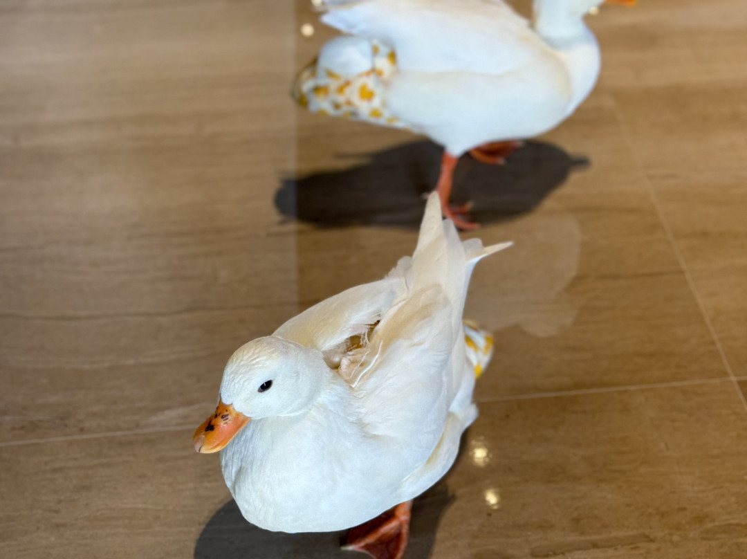 文昌绿发希尔顿酒店主图