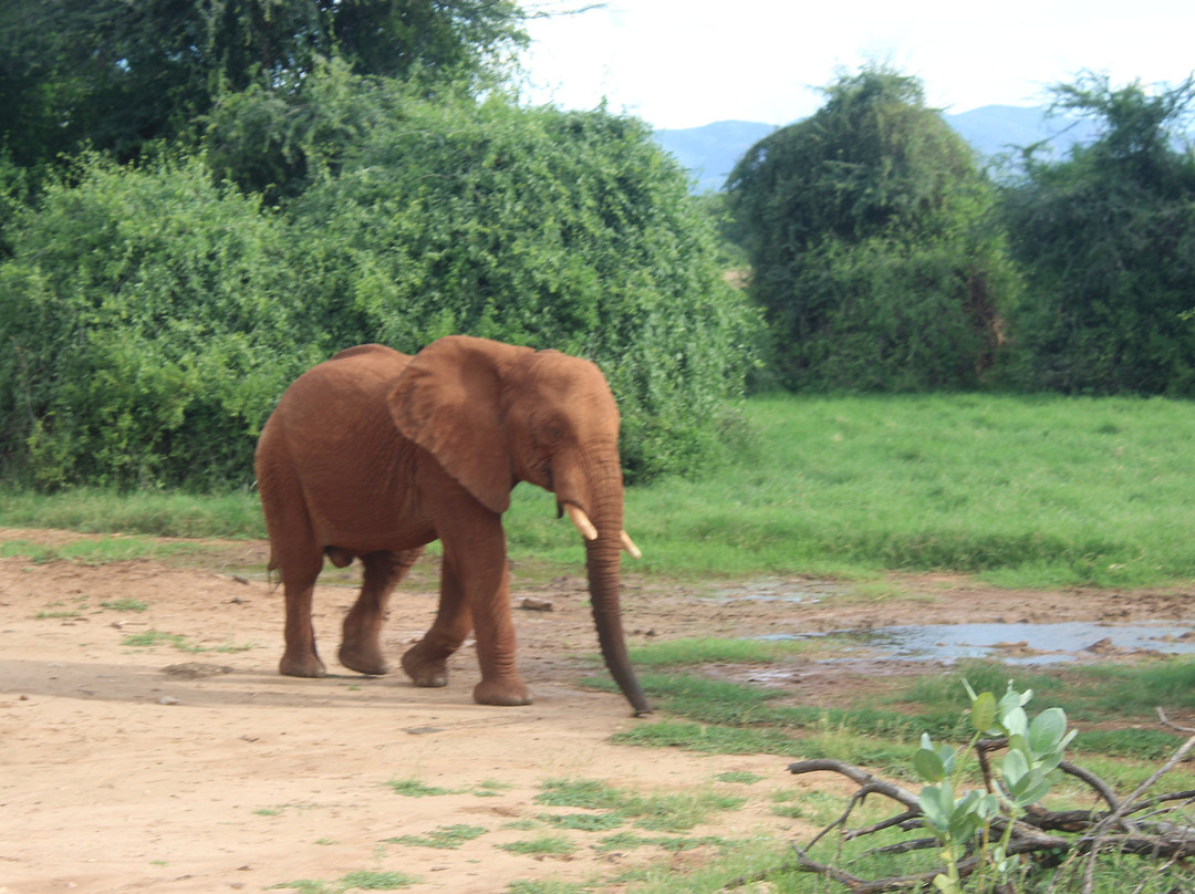 Samburu National Reserve-内罗毕必去景点
