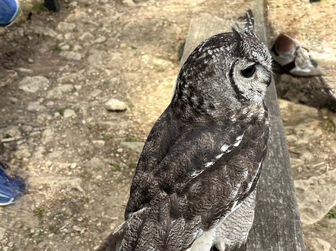Cotswold Falconry Centre-莫顿因马什必去景点
