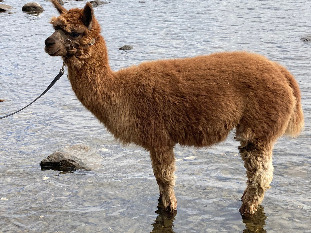 Alpacaly Ever After-Portinscale必去景点