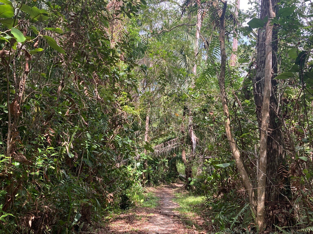 Piasau Nature Reserve-美里必去景点