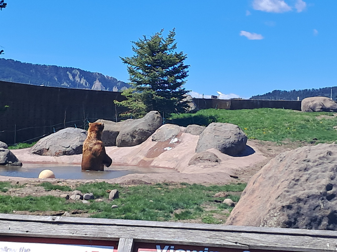 Montana Grizzly Encounter-博兹曼必去景点