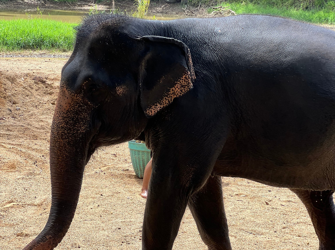 The Lake Phuket Elephant Home-Thep Krasatti必去景点