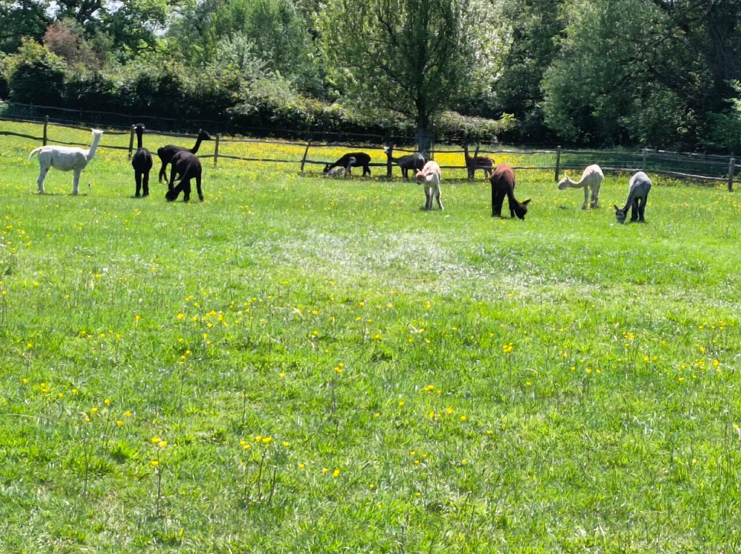 Alpaca Walking - With Spring Farm Alpacas-Fletching必去景点