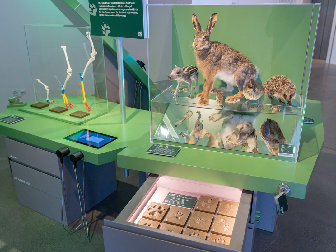 Naturmuseum St.Gallen-圣加仑必去景点