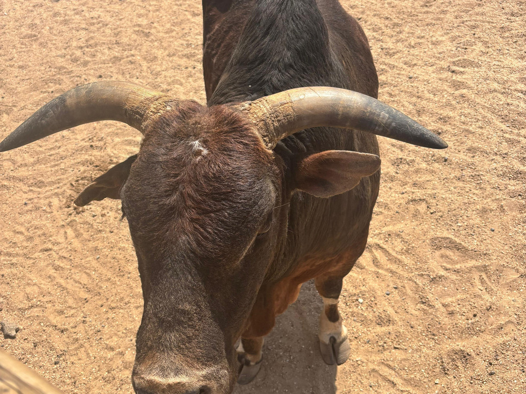 Jimmy's Farm & Wildlife Park-伊普斯威奇必去景点