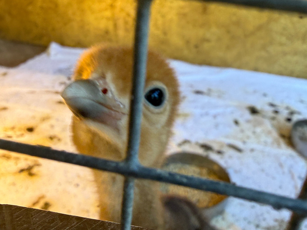 Uilen- en Dierenpark De Paay-Beesd必去景点