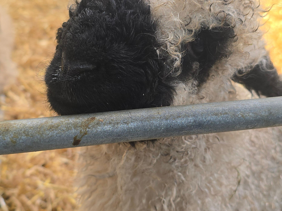 Dream Acres Alpacas-Matheson必去景点
