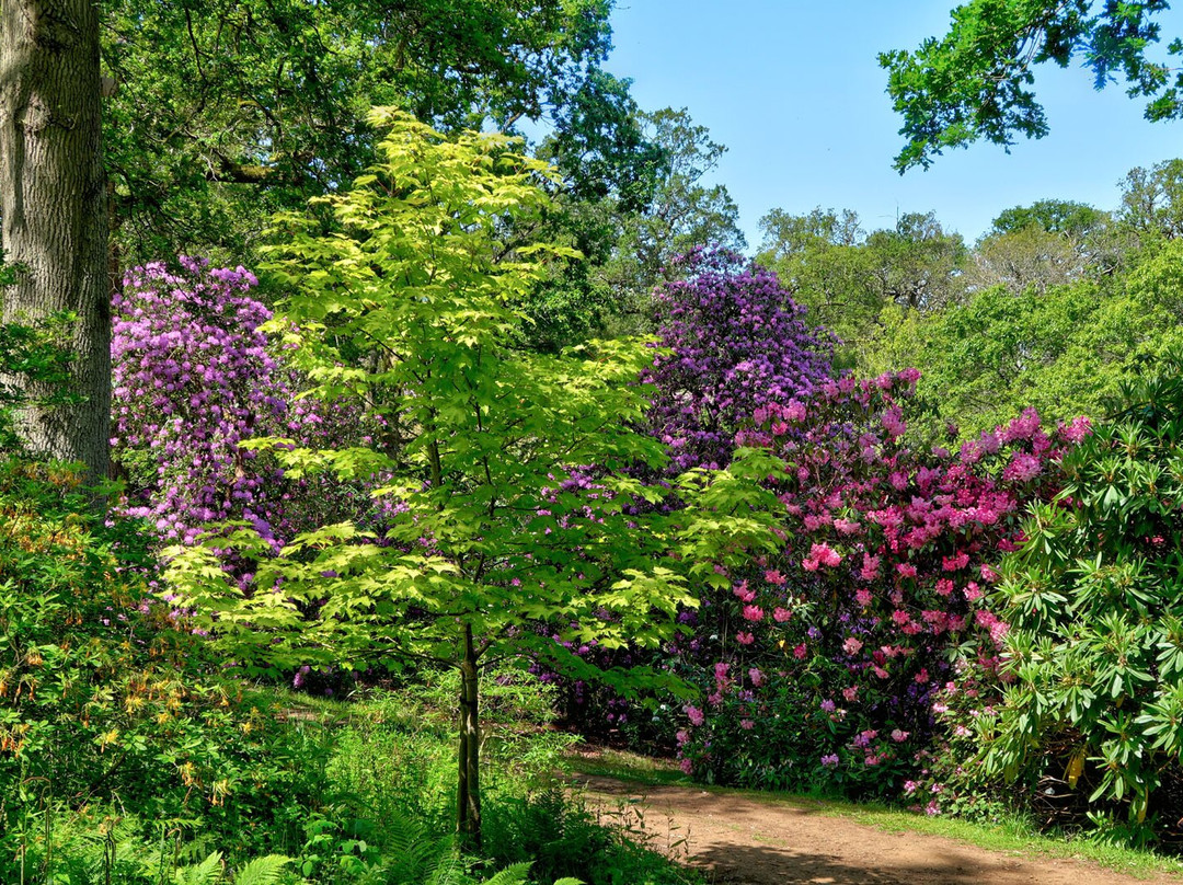 Bowood Woodland Garden-Calne必去景点