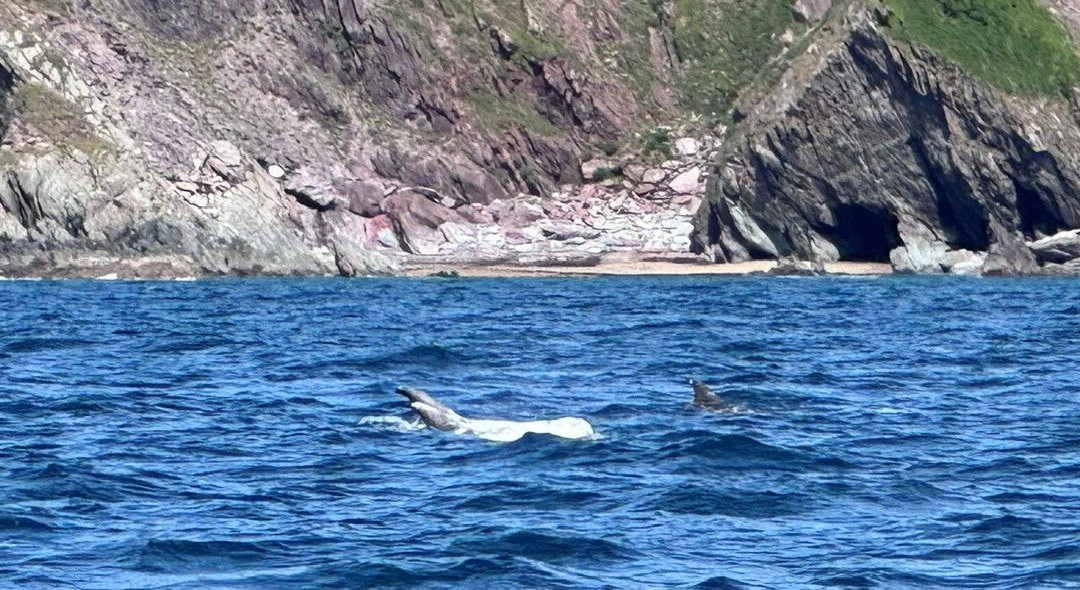 Dragonfly Adventures-Noss Mayo必去景点