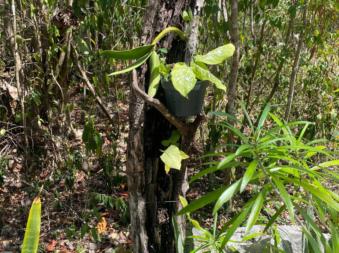 Mayan Bee Sanctuary-San Miguel de Cozumel必去景点
