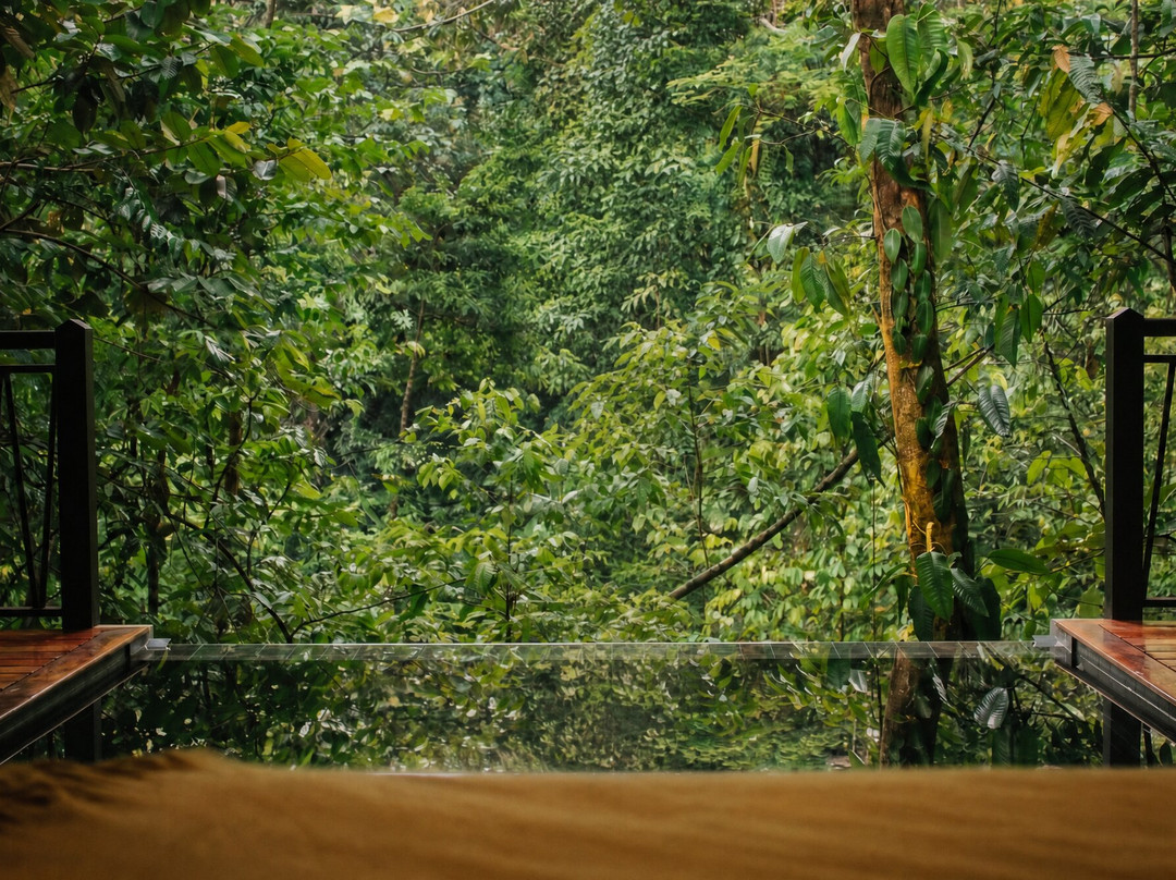 Nuakú Jungle