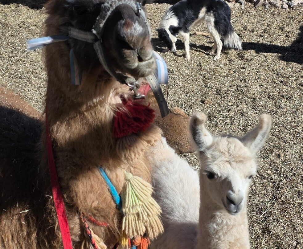 Caravana de Llamas-蒂尔卡拉必去景点