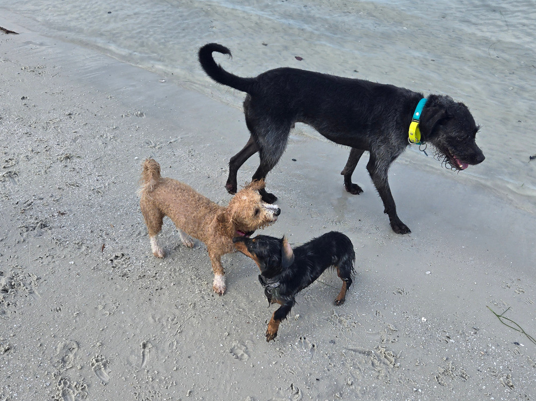 Dog Beach Park-博尼塔斯普林斯必去景点