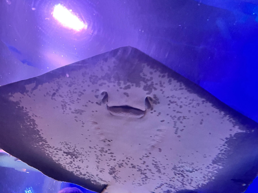 Sea Life Centre Great Yarmouth-大雅茅斯必去景点