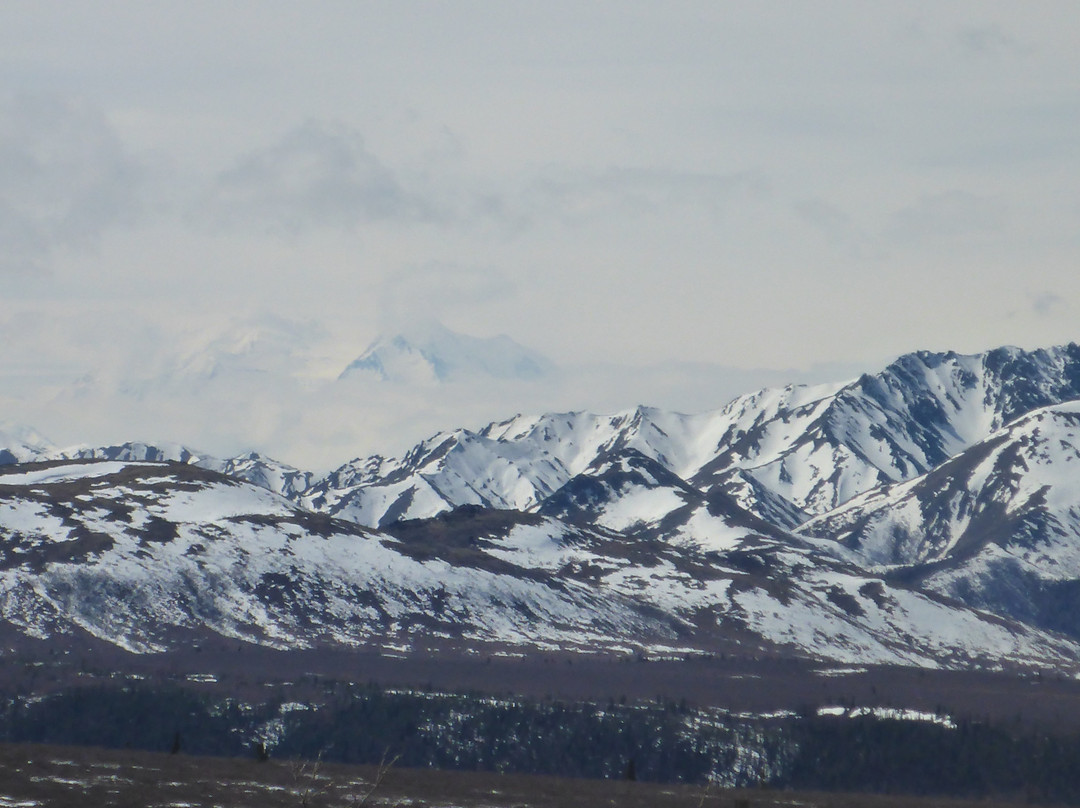 Tundra Wilderness Tour-Denali Park必去景点