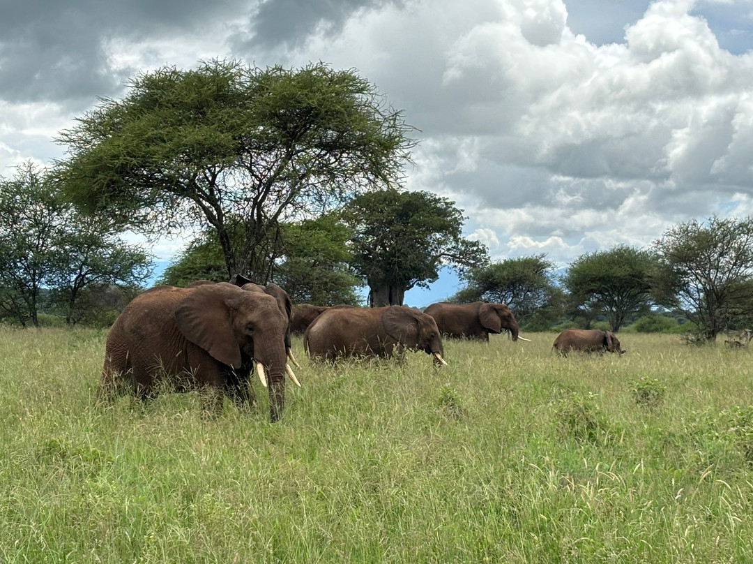 Escape To Tanzania Trekking & Safaris-莫西必去景点