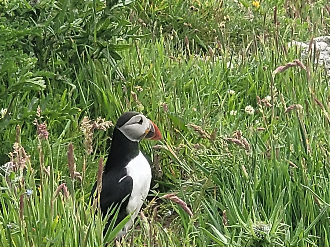 Hebridean Sea Tours-Castlebay必去景点