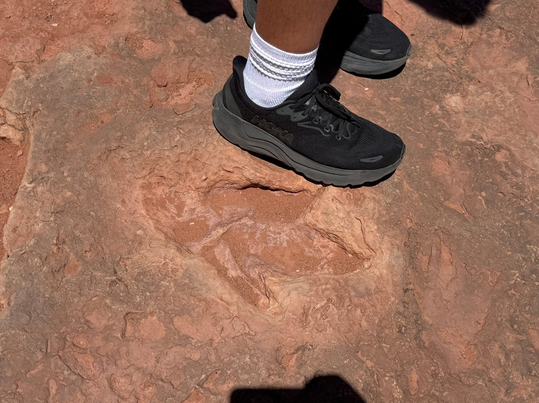 Dinosaur Tracks-蒂巴城必去景点