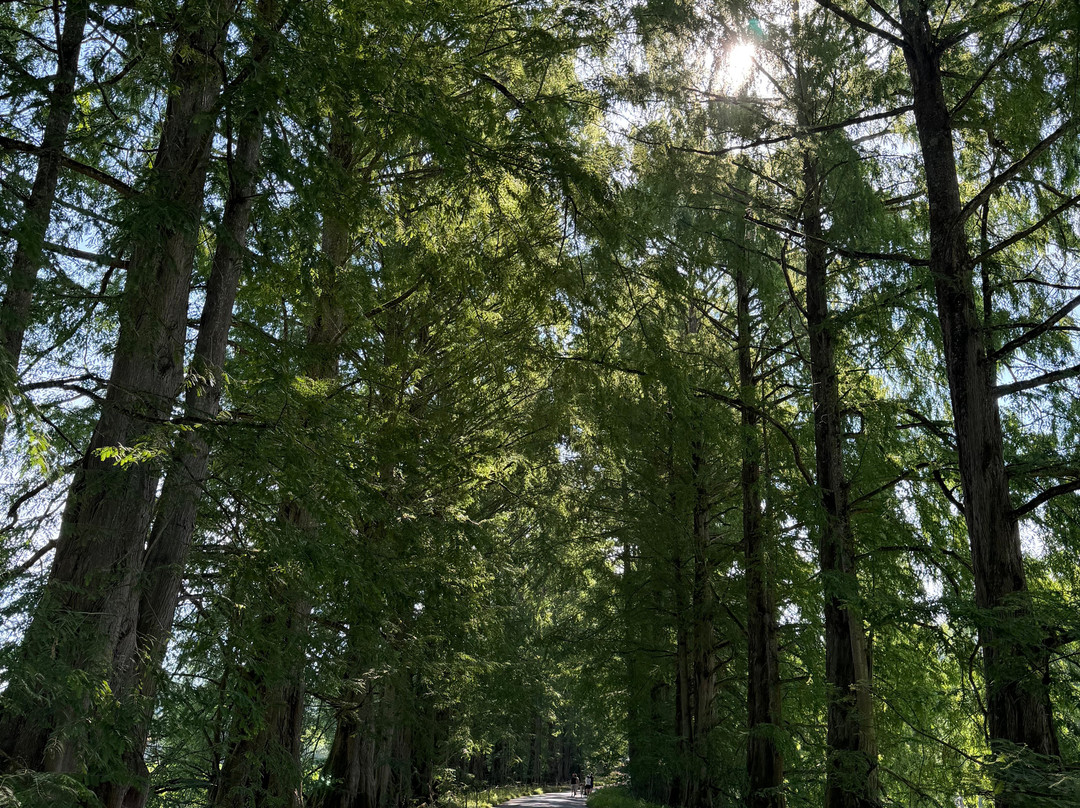 Isle of Mainau-康士坦茨必去景点