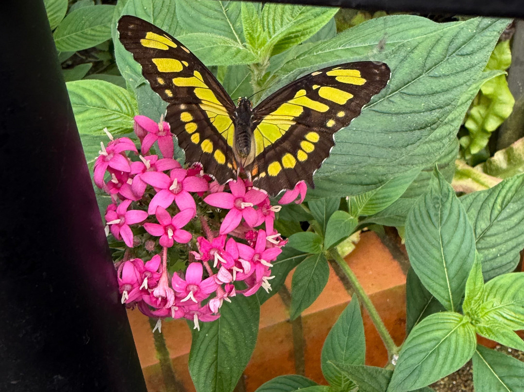 Wye Valley Butterfly Zoo-瓦伊河畔罗斯必去景点