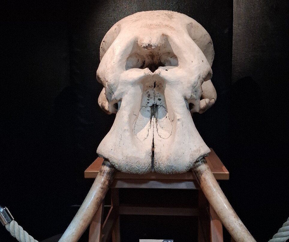 Museum des Sciences Naturelles-昂热必去景点