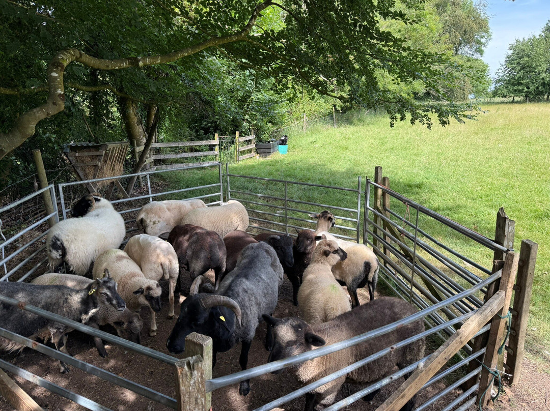 Kilkenny Sheepdog Experience-Thomastown必去景点