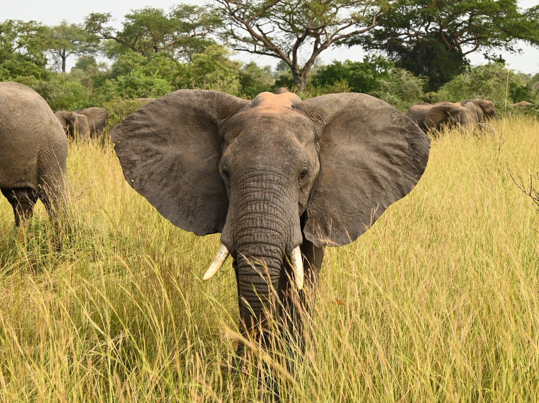 Grassrootz Adventures Uganda-坎帕拉必去景点
