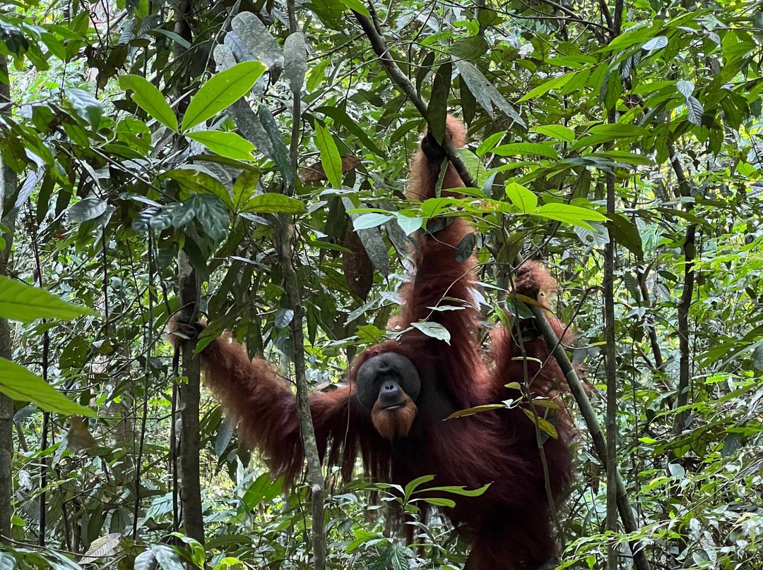 Bukit Lawang Trekking-武吉拉旺必去景点