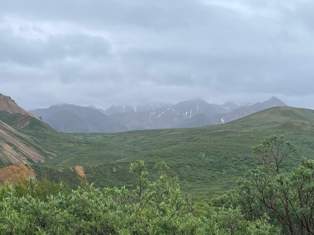 Tundra Wilderness Tour-Denali Park必去景点