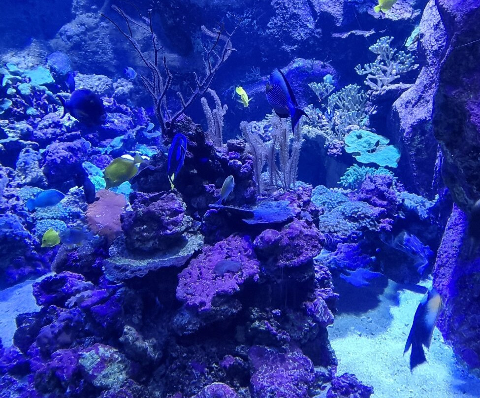 Seaquarium Institut Marin-勒格罗迪鲁瓦必去景点