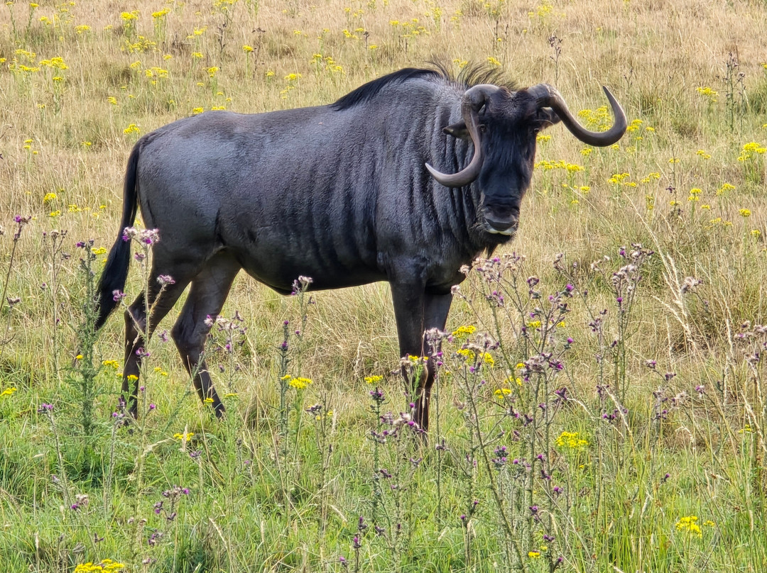 Watatunga Wildlife Reserve-金斯林必去景点