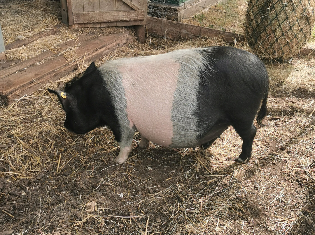 Kew Little Pigs Farm Ltd-Amersham必去景点