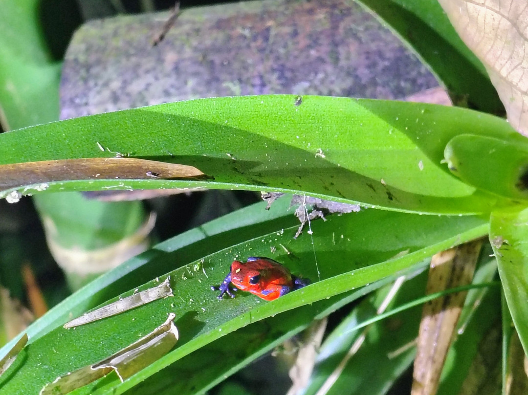 Frog's Paradise-Bijagua de Upala必去景点