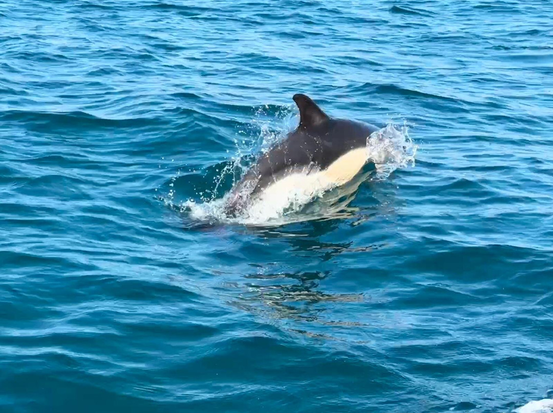 Devon Sea Safari-廷茅斯必去景点