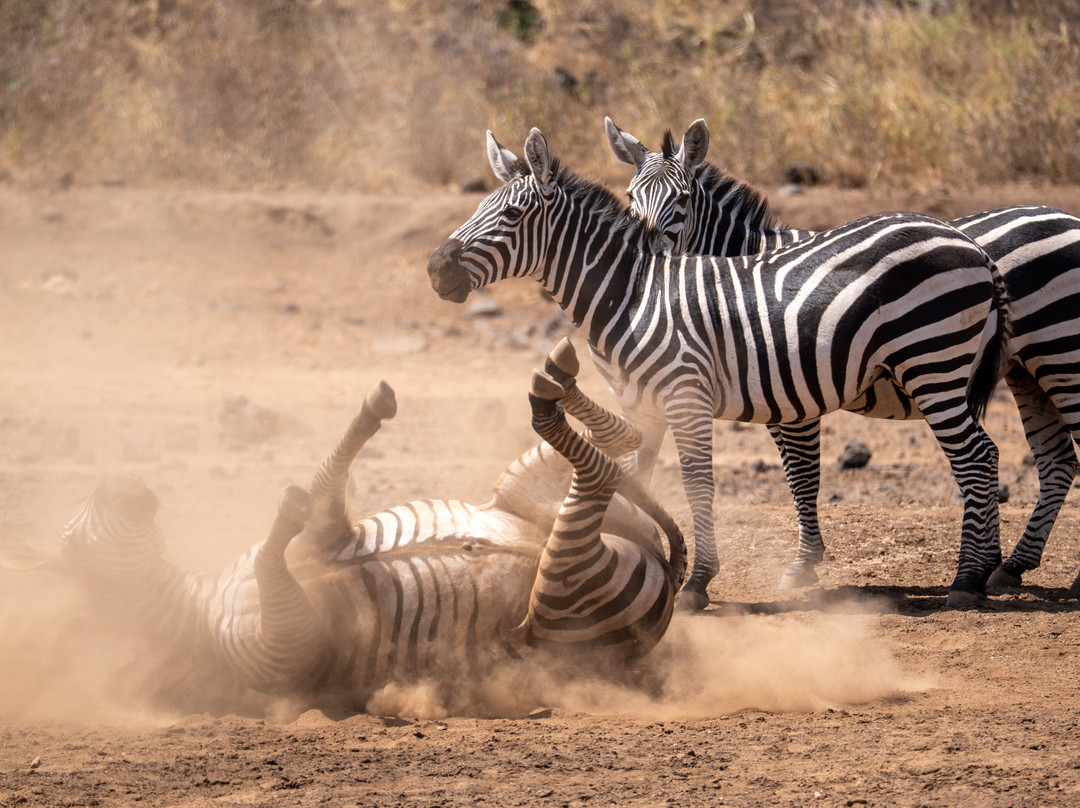 Rockland Kenya Safaris-蒙巴萨必去景点