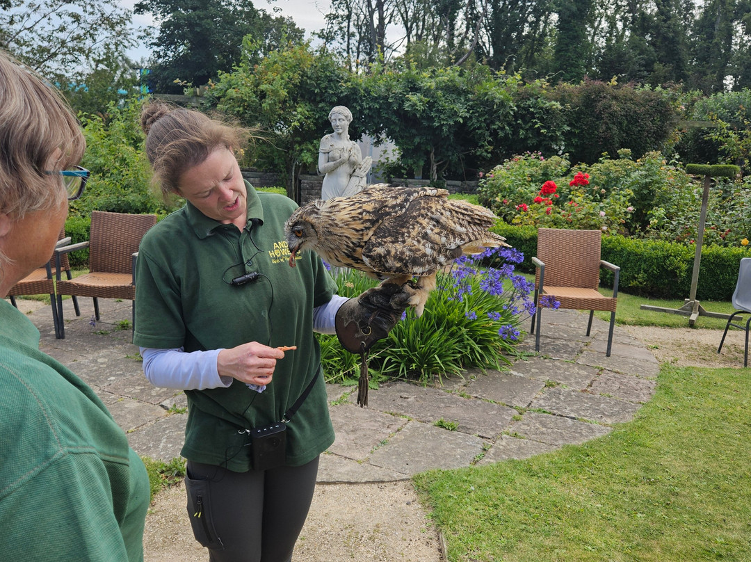 Andy Howeys Birds of Prey Centre-特威德河畔贝里克必去景点