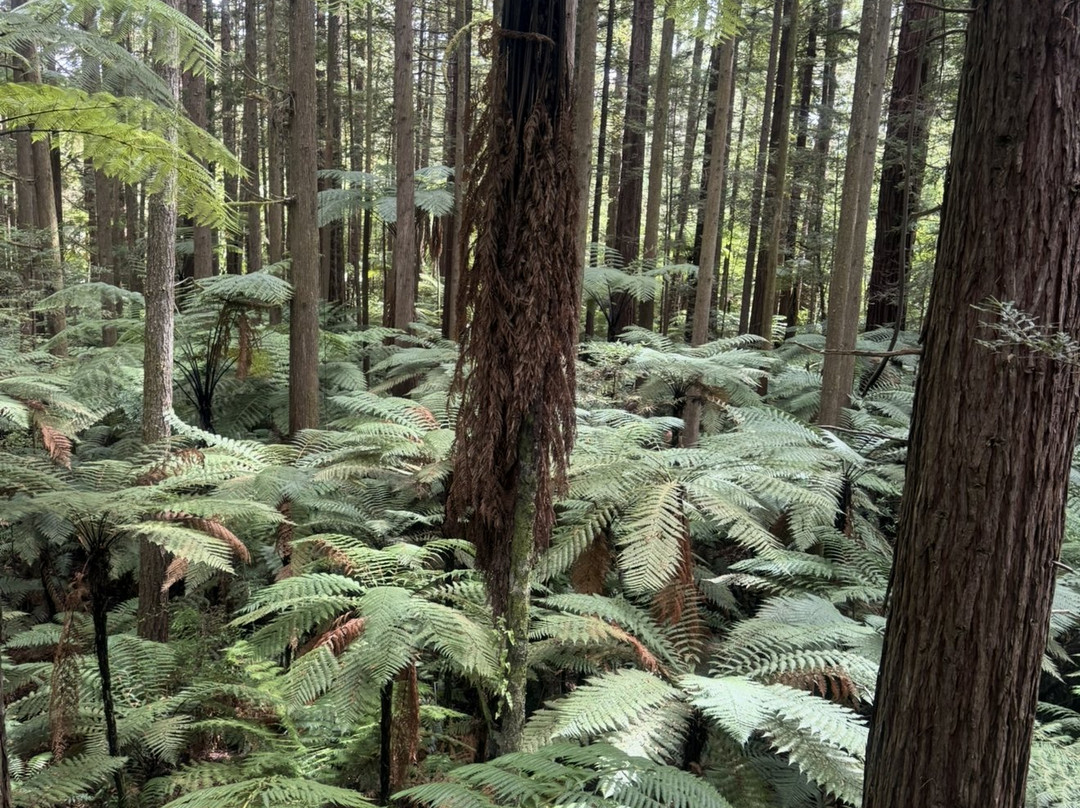 Sanctuary Mountain Maungatautari-Pukeatua必去景点