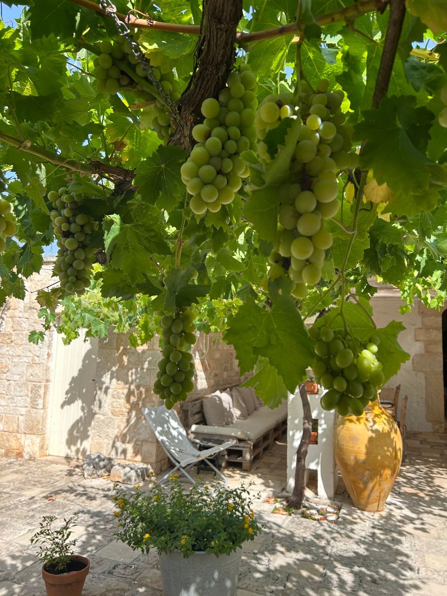 B&B Masseria Piccola-旅行者