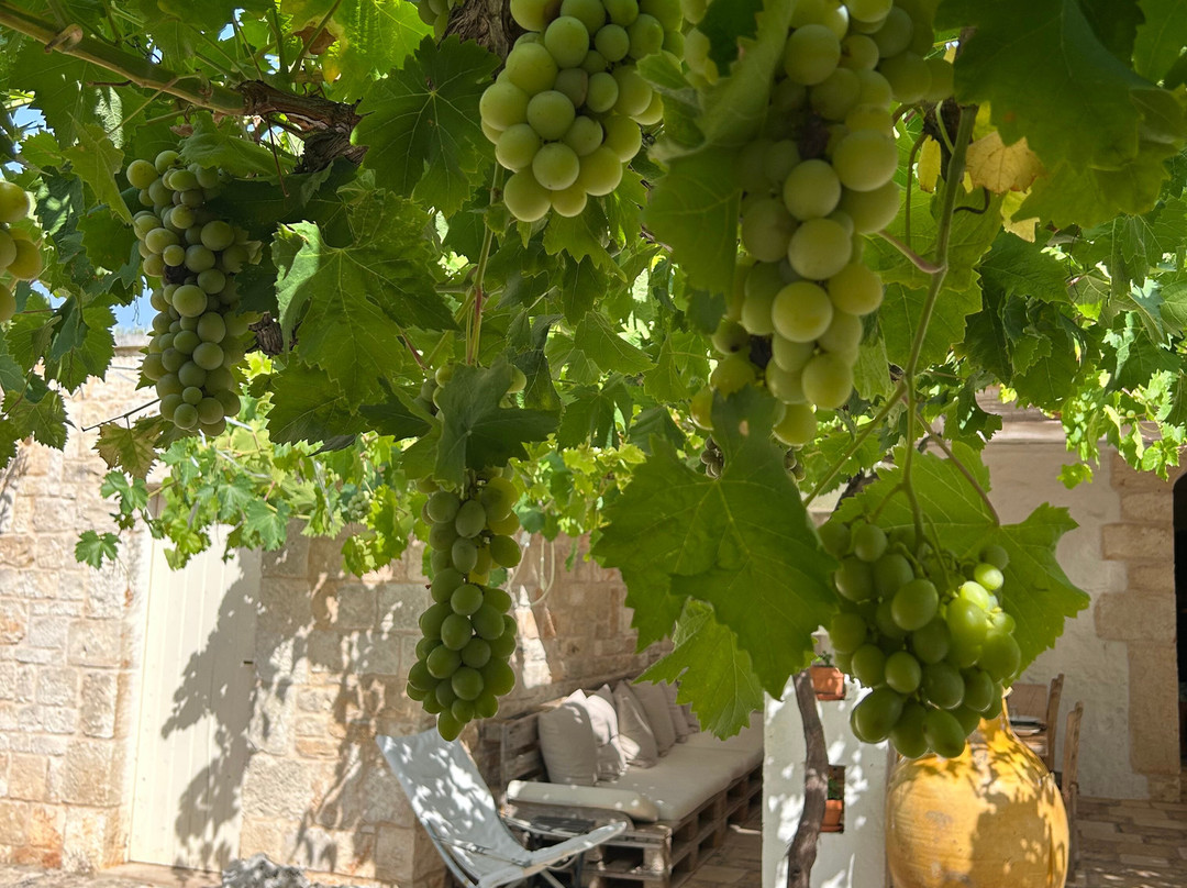 B&B Masseria Piccola主图
