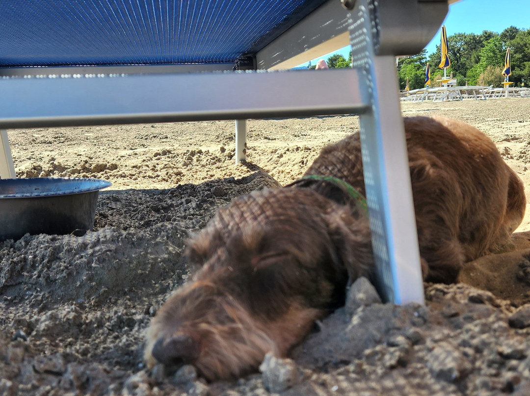La Spiaggia di Snoopy-Grado Pineta必去景点