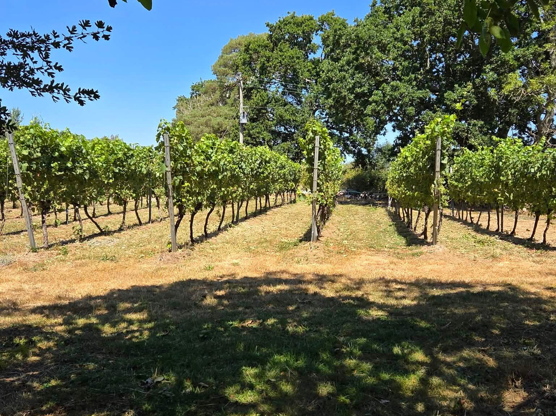 English Oak Vineyard-Lytchett Matravers必去景点