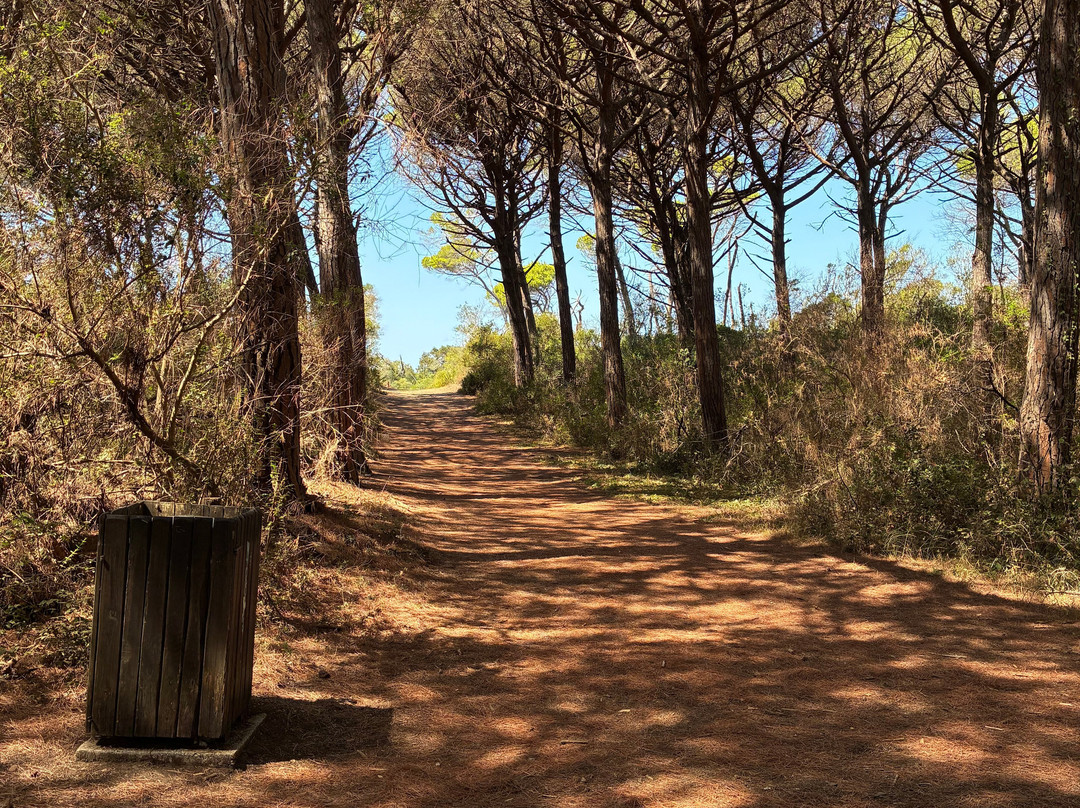 Riserva Naturale Tombolo di Cecina-Marina di Cecina必去景点